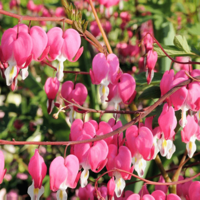 Дицентра великолепная , C2 Дицентра великолепная , C2 фото