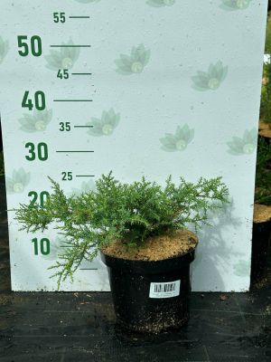 Можжевельник средний Голдкиссен, С3 Можжевельник средний Голдкиссен, С3 - Dolina-Sad.Ru