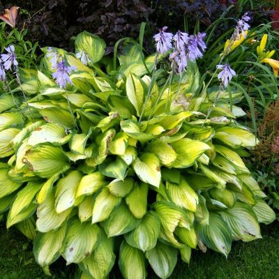 Хоста Амазон Хоста Амазон - Dolina-Sad.Ru