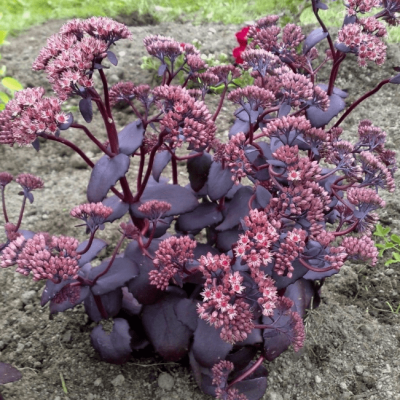 Седум Перпл Эмперор Седум Перпл Эмперор фото