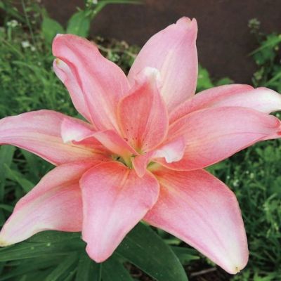 Лилия Афродита Лилия Афродита фото