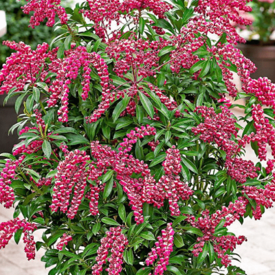 Пиерис японский Пассион Пиерис японский Пассион фото