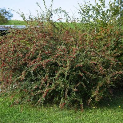 Кизильник Дильса, С3 Кизильник Дильса, С3 - Dolina-Sad.Ru