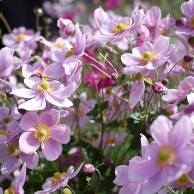 Анемона гибридная Лорелай - Dolina-Sad.Ru