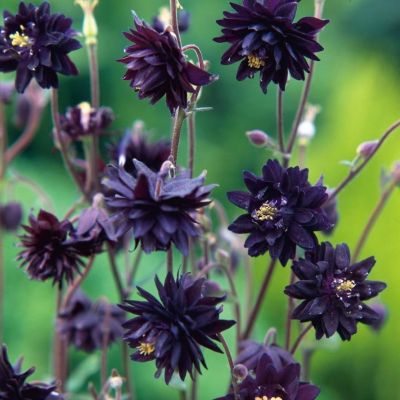 Аквилегия махровая Блэк Барлоу - Dolina-Sad.Ru