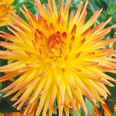 Георгина Шпасмахер Георгина Шпасмахер - Dolina-Sad.Ru