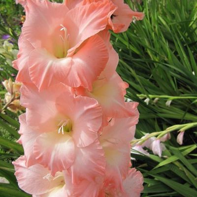 Гладиолус Роуз Суприм Гладиолус Роуз Суприм фото