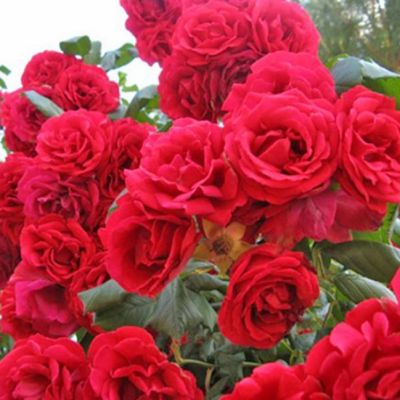 Роза Ред Санрайз Роза Ред Санрайз - Dolina-Sad.Ru