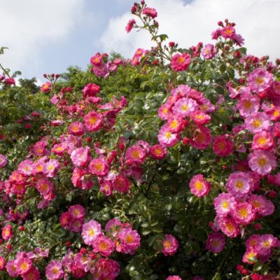 Роза Мэджик Мейандекор Роза Мэджик Мейандекор - Dolina-Sad.Ru