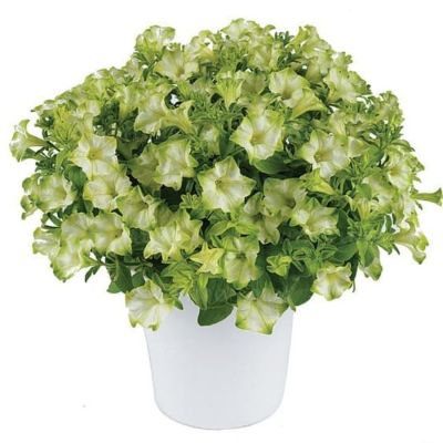 Петуния Рэй Пастачо Крем - Dolina-Sad.Ru