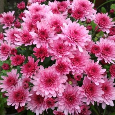 Хризантема мультифлора Бронсоуд Пинк Хризантема мультифлора Бронсоуд Пинк - Dolina-Sad.Ru