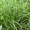 Осока Моррова Айриш Грин - Dolina-Sad.Ru