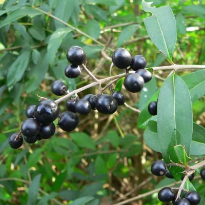 Бирючина обыкновенная - Dolina-Sad.Ru