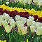 Клумба Аромат Весны Клумба Аромат Весны фото