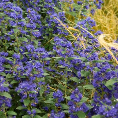 Кариоптерис кландонский Ферндаун - Dolina-Sad.Ru