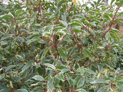 Лавровишня португальская Вариегата фото