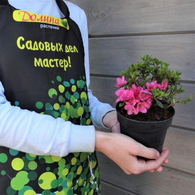 Рододендрон Анна Франк Рододендрон Анна Франк фото