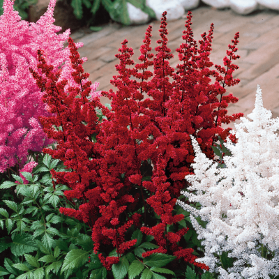 Астильба Арендса Глют , C2 Астильба Арендса Глют , C2 фото