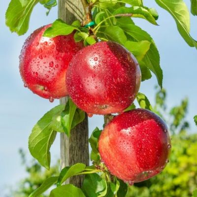 Яблоня колоновидная Джина/Осенняя Яблоня колоновидная Джина/Осенняя - Dolina-Sad.Ru