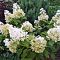 Гортензия метельчатая Долли, С10 - Dolina-Sad.Ru