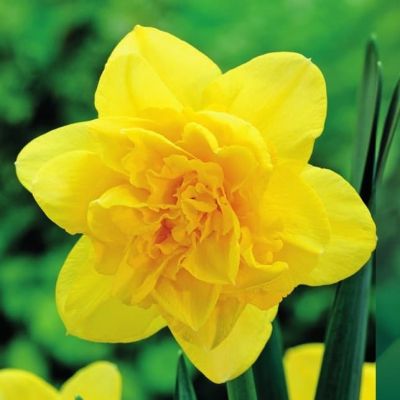 Нарцисс Дик Вилден Нарцисс Дик Вилден фото