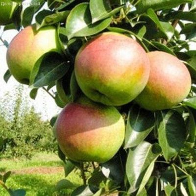 Груша Купала/Летняя Груша Купала/Летняя фото