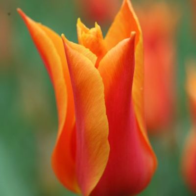 Тюльпан Балерина Тюльпан Балерина - Dolina-Sad.Ru