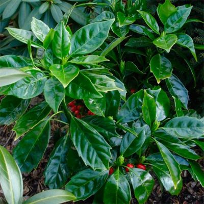 Аукуба японская Розанни Аукуба японская Розанни - Dolina-Sad.Ru