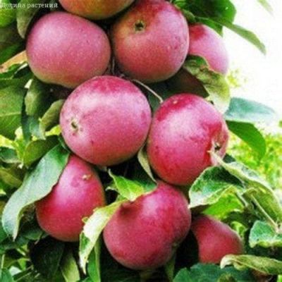 Яблоня Колоновидная Червонец/Осенняя Яблоня Колоновидная Червонец/Осенняя фото
