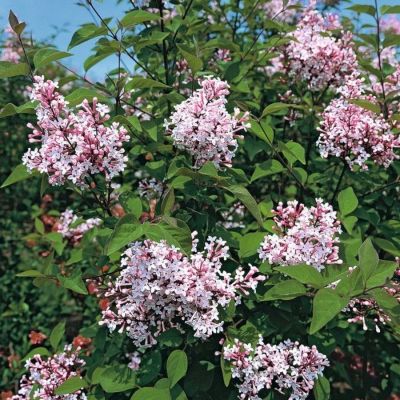 Сирень мелколистная Суперба, С3 - Dolina-Sad.Ru