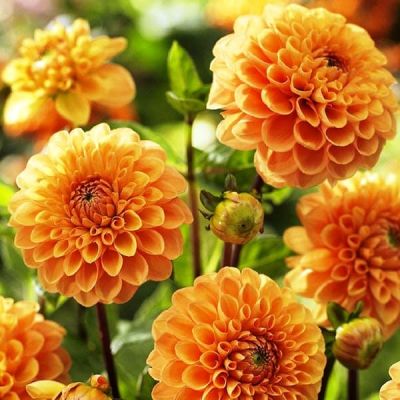 Георгина Сильвия Георгина Сильвия фото