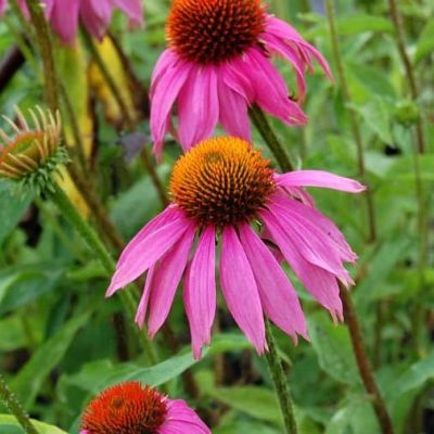 Эхинацея Пурпур-Кимс за 1 копейку фото