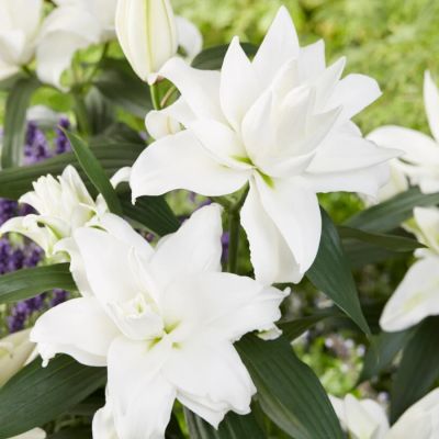 Лилия Роузлили Анджела - Dolina-Sad.Ru