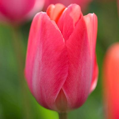 Тюльпан Леди ван Эйк Тюльпан Леди ван Эйк фото