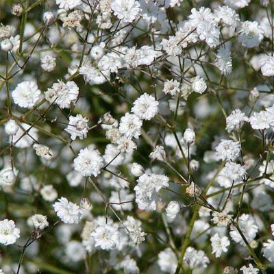 Гипсофила Бристол Фейри - Dolina-Sad.Ru