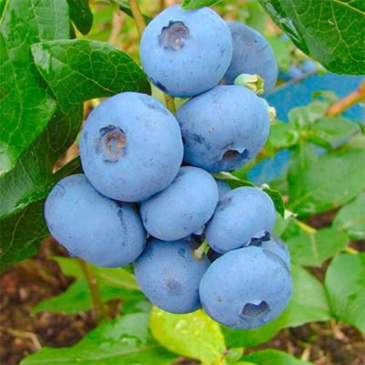 Голубика Бонус Голубика Бонус - Dolina-Sad.Ru