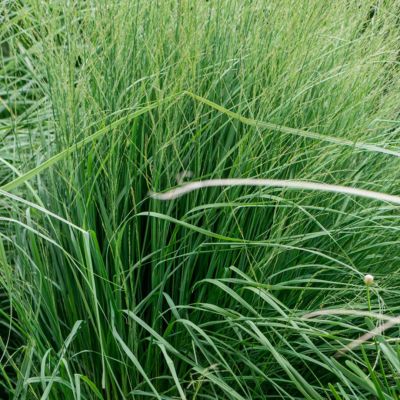 Молиния голубая Торч Молиния голубая Торч - Dolina-Sad.Ru