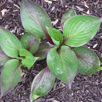 Хоста Фирст Блаш Хоста Фирст Блаш - Dolina-Sad.Ru