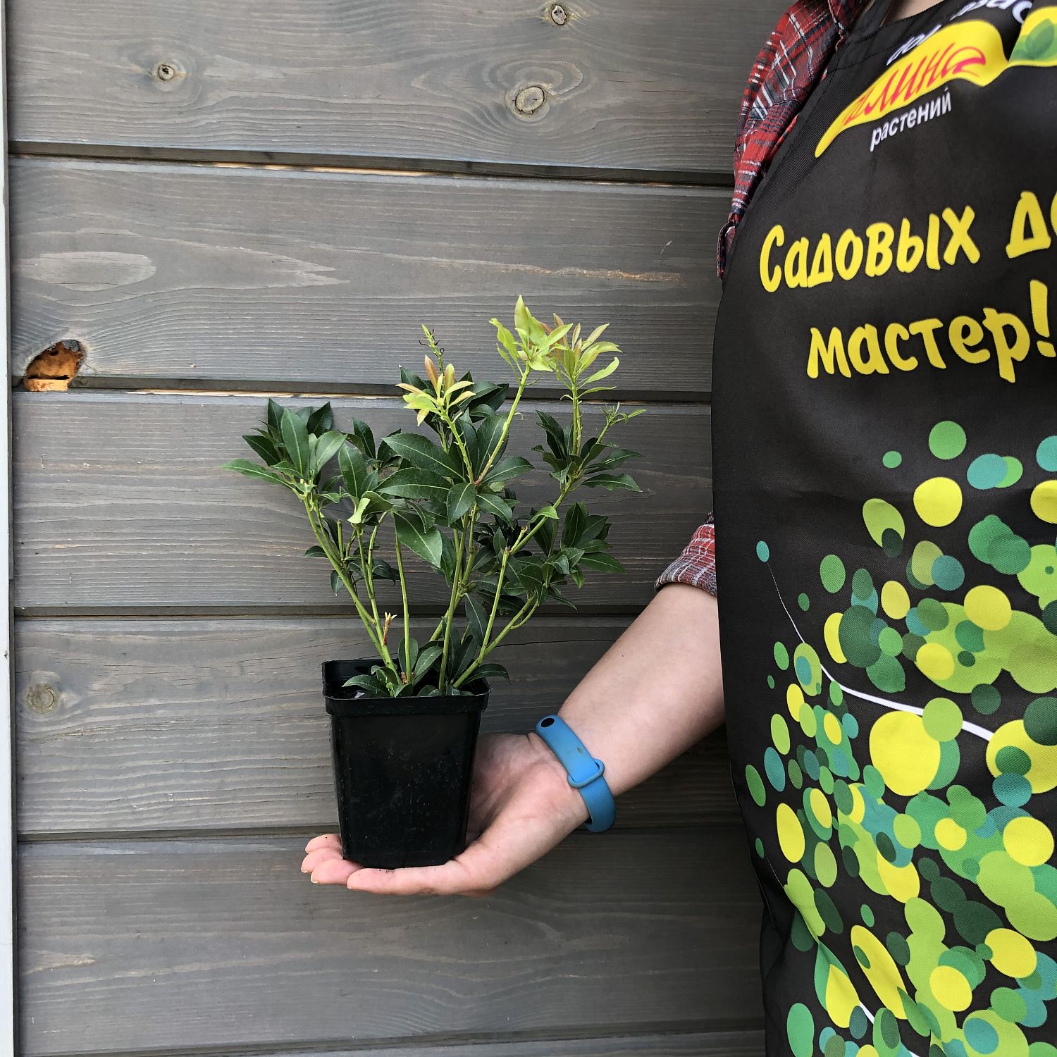 Пиерис японский Пассион Пиерис японский Пассион фото