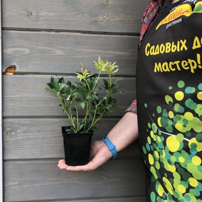 Пиерис японский Пассион Пиерис японский Пассион фото