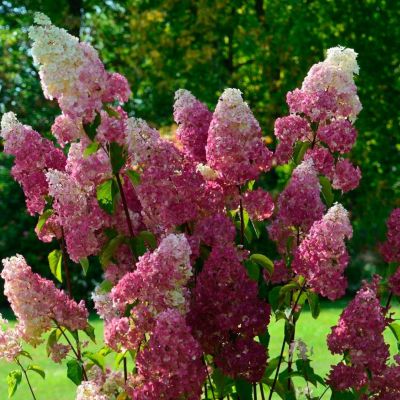 Гортензия метельчатая Фрайз Мельба, С3 - Dolina-Sad.Ru