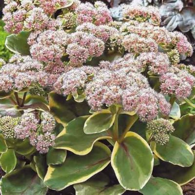 Седум Даймонд Эдж - Dolina-Sad.Ru