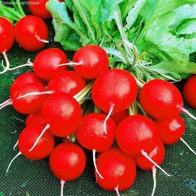 Редис Сакса РС Редис Сакса РС фото