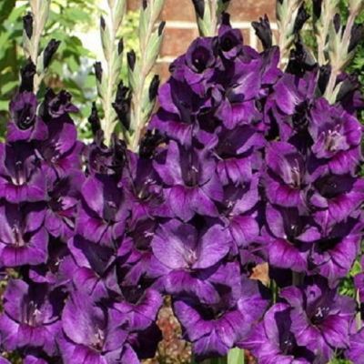 Гладиолус Черный Бархат Гладиолус Черный Бархат - Dolina-Sad.Ru