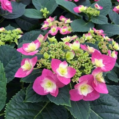 Гортензия крупнолистная Флейм Хот Пинк, С2 - Dolina-Sad.Ru