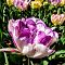 Тюльпан Дабл Ширли Тюльпан Дабл Ширли фото