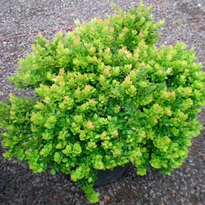 Барбарис Тунберга Москато БейлАнна Барбарис Тунберга Москато БейлАнна - Dolina-Sad.Ru