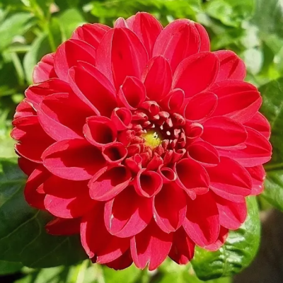 Георгина Галлери Ривьера Георгина Галлери Ривьера фото