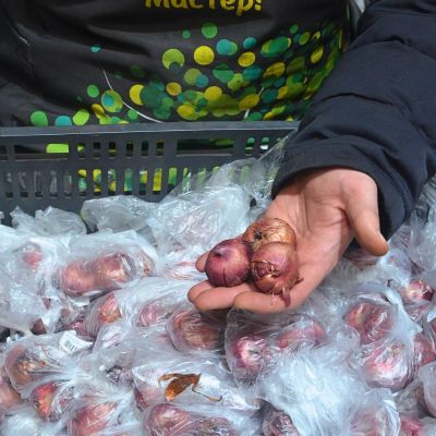 Гладиолус Хе Маджести Гладиолус Хе Маджести фото