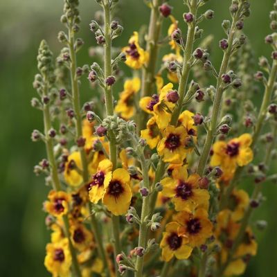 Коровяк Котсволд Квин - Dolina-Sad.Ru